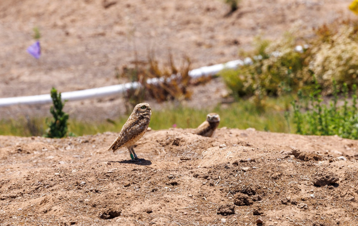 two owls sit on a mound of dirt