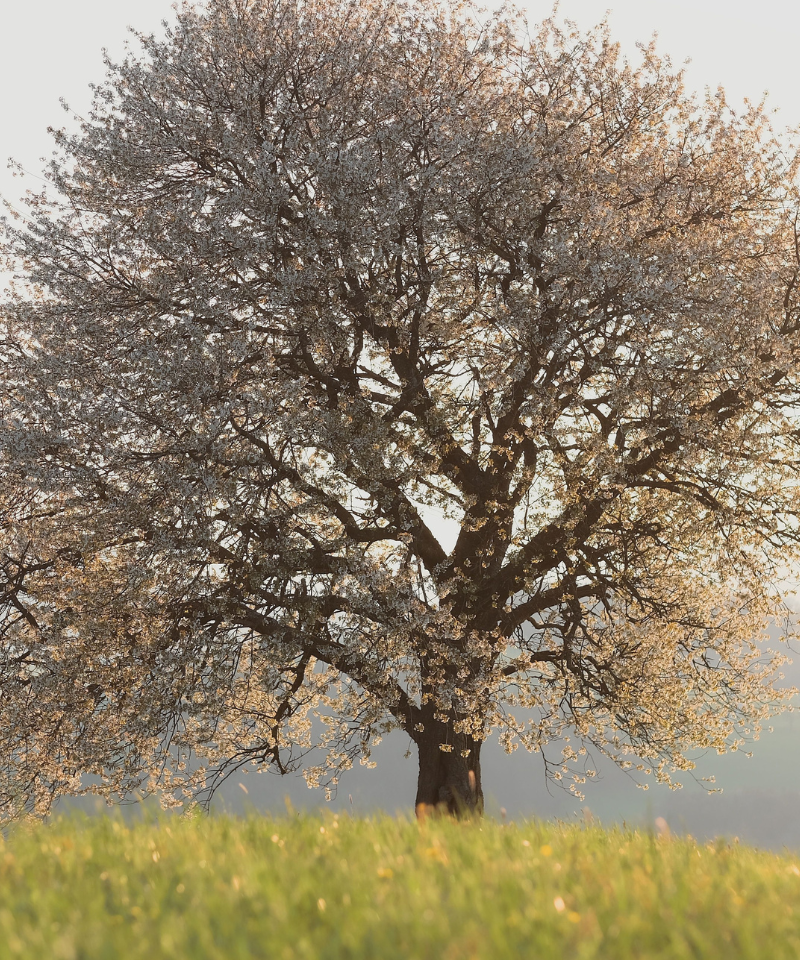 A large tree stands on a grassy knoll.